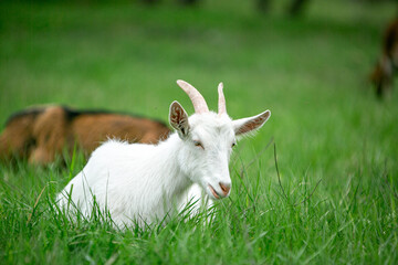  sweet little goat on the grass