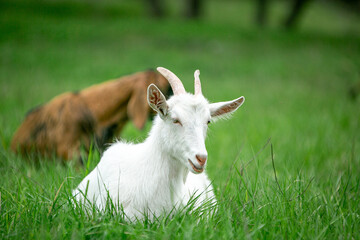  sweet little goat on the grass