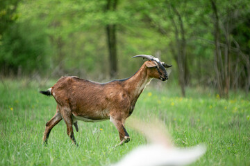  sweet little goat on the grass