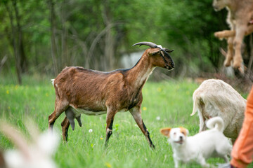 sweet little goat on the grass