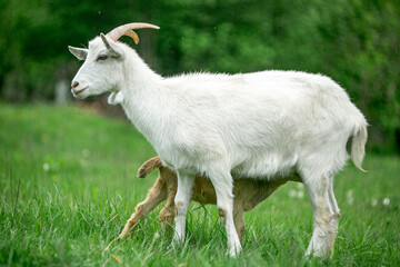  sweet little goat on the grass