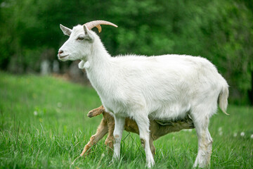  sweet little goat on the grass