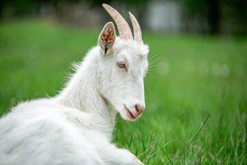 Obraz premium sweet little goat on the grass