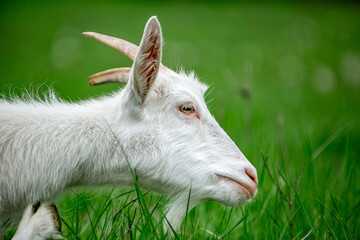 Obraz premium sweet little goat on the grass