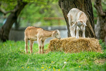  sweet little goat on the grass