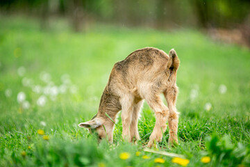  sweet little goat on the grass