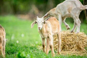  sweet little goat on the grass