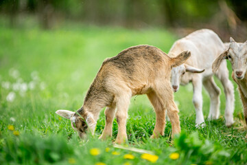  sweet little goat on the grass