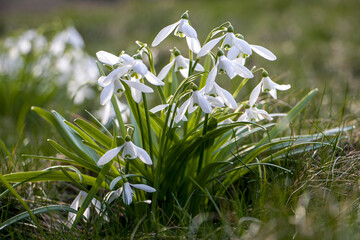 Snowflakes The first flowers. Delicate spring flowers. Snowdrop flower.