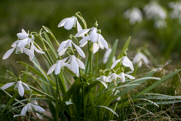Snowflakes The first flowers. Delicate spring flowers. Snowdrop flower.