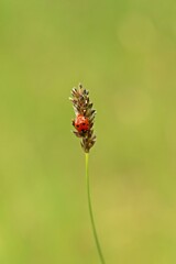 Siebenpunkt-Marienkäfer (Coccinella septempunctata) an Samenstand
