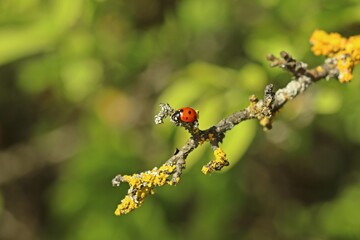 Siebenpunkt-Marienkäfer (Coccinella septempunctata) auf flechtenbewachsenem Zweig