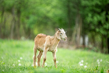 Naklejka na ściany i meble sweet little goat on the grass