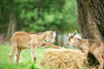  sweet little goat on the grass