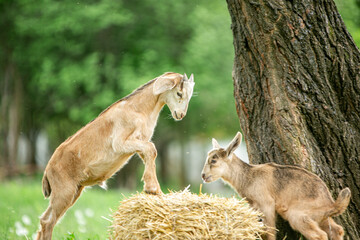  sweet little goat on the grass