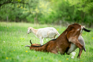  sweet little goat on the grass