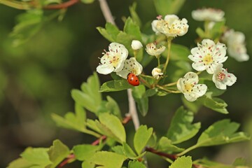Siebenpunkt-Marienkäfer (Coccinella septempunctata) an Eingriffeligem Weißdorn (Crataegus monogyna)