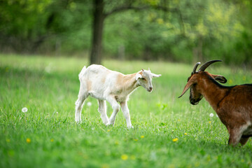 Obraz premium sweet little goat on the grass