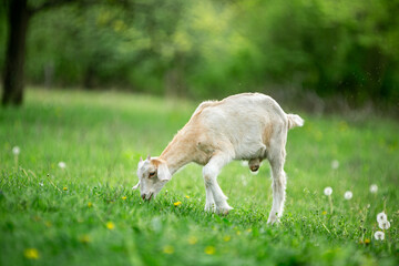 Fototapeta premium sweet little goat on the grass