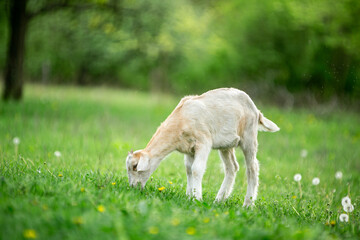  sweet little goat on the grass