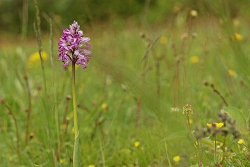 Helm-Knabenkraut (Orchis militaris)