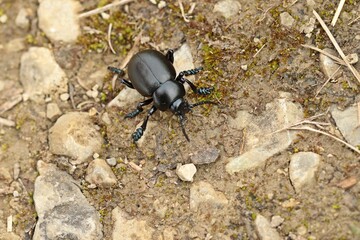 Tatzenkäfer (Timarcha tenebricosa)