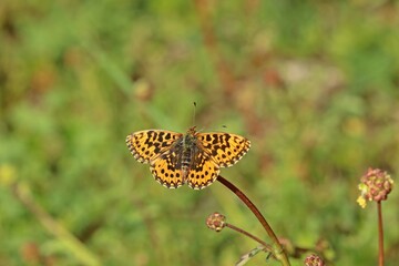  Magerrasen-Perlmutterfalter (Boloria dia).