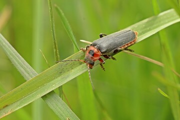 Weichkäfer Cantharis rustica an Grashalm
