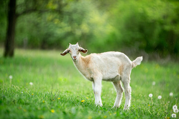 Obraz premium sweet little goat on the grass