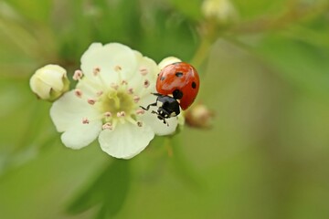 Siebenpunkt-Marienkäfer (Coccinella septempunctata) an Eingriffeligem Weißdorn (Crataegus monogyna)