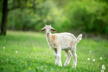 Fototapeta premium sweet little goat on the grass