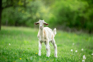 Fototapeta premium sweet little goat on the grass