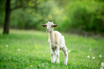 Obraz premium sweet little goat on the grass
