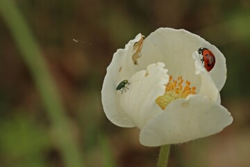 Siebenpunkt-Marienkäfer (Coccinella septempunctata) und Glänzender Blüten-Prachtkäfer (Anthaxia...