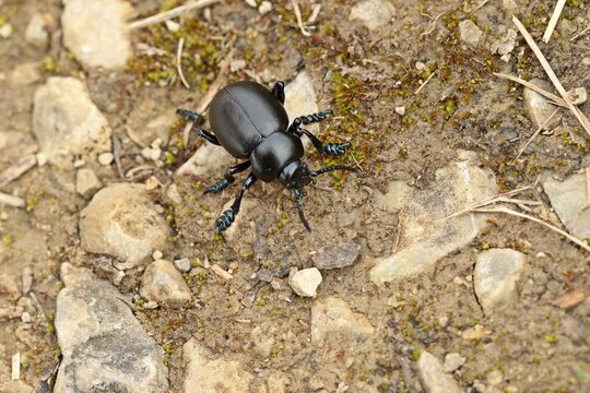 Timarcha Images Browse 168 Stock Photos, Vectors, and Video Adobe Stock