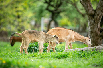  sweet little goat on the grass