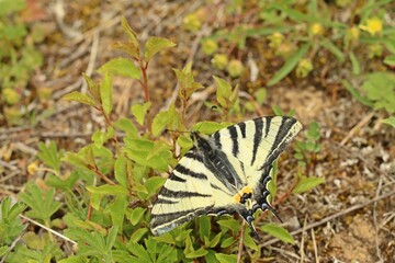 Männlicher Segelfalter (Iphiclides podalirius)