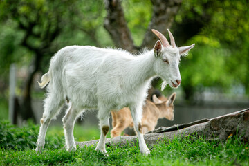  sweet little goat on the grass