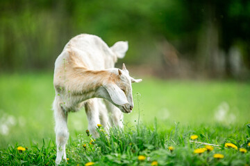 Fototapeta premium sweet little goat on the grass