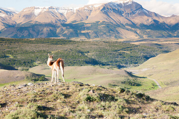 Guanaco from Torres del Paine National Park, Chile