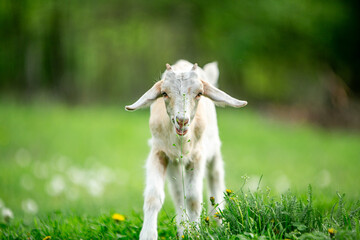 Obraz premium sweet little goat on the grass