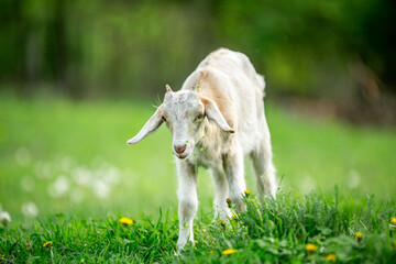 Fototapeta premium sweet little goat on the grass