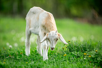  sweet little goat on the grass