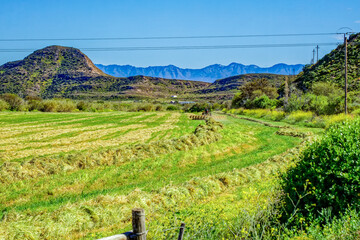 Tractor raking hay in a large field with the Swartberg Mountains in the background near Oudtshoorn, Western Cape, South Africa