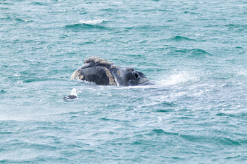 Fototapeta premium Whale watching from Valdes Peninsula,Argentina. Wildlife