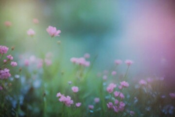 Obraz premium pink cosmos flowers
