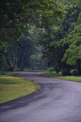 In the morning, the paved road curves into a beautiful and mysterious lush green forest, where it...