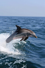Naklejka premium A dolphin leaps out of the water, its sleek body glistening in the sunlight as it defies gravity with a graceful arc before splashing back into the sea