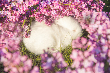 white rabbit sleeps among lilac flowers