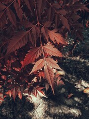 leaves